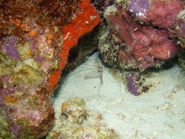 Yellowline Arrow Crab IMG 5437